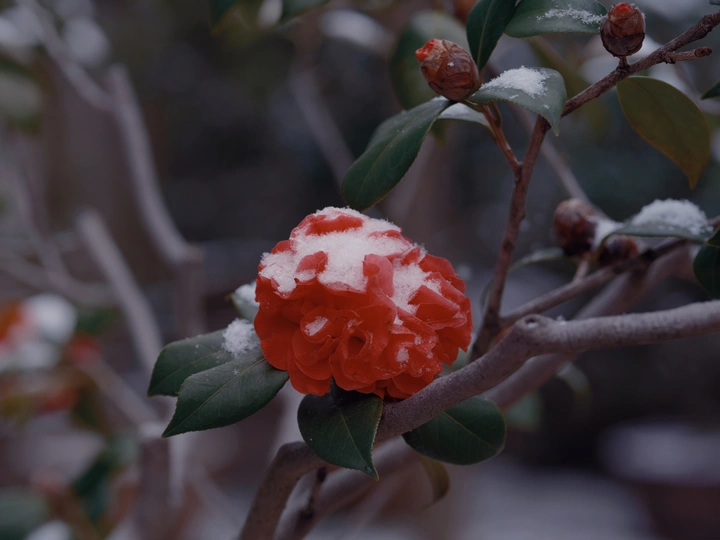 一树中间的红花