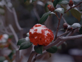 一树中间的红花