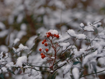 一些覆盖着雪的红色浆果的特写
