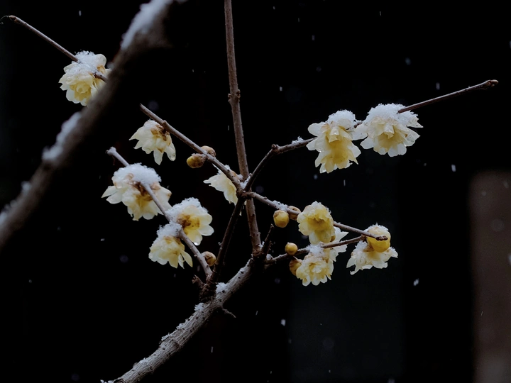 雪中白花的一个分叉