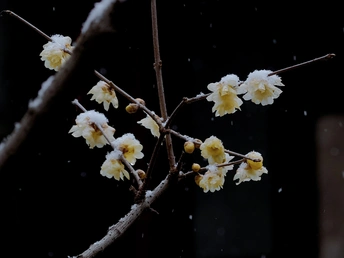雪中白花的一个分叉