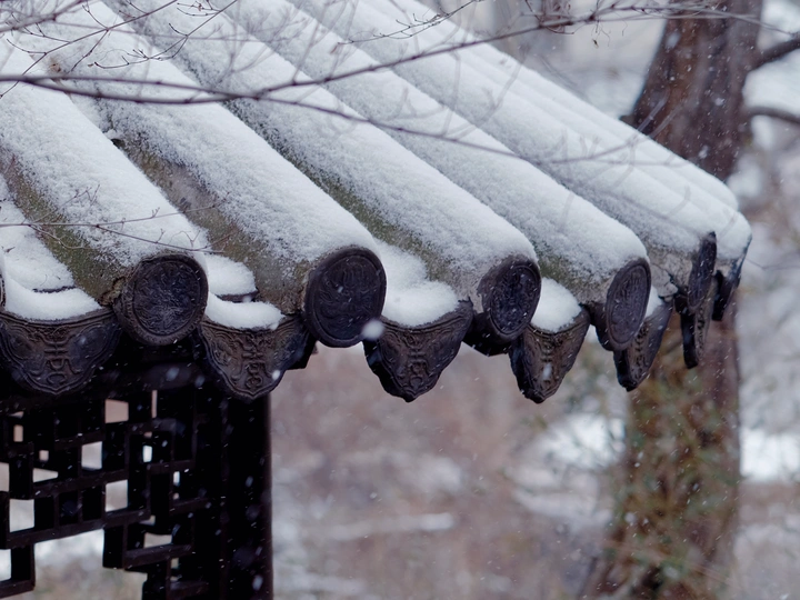 雪覆盖的屋顶 旁边有一棵树