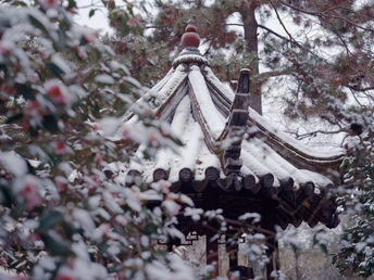 雪覆盖了塔的屋顶和树。