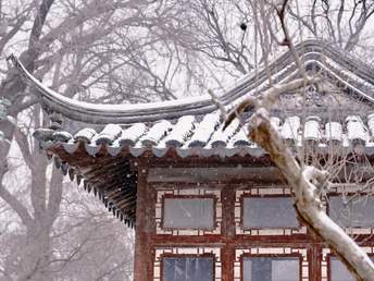 雪覆盖了冬季的塔顶 背景中有树。