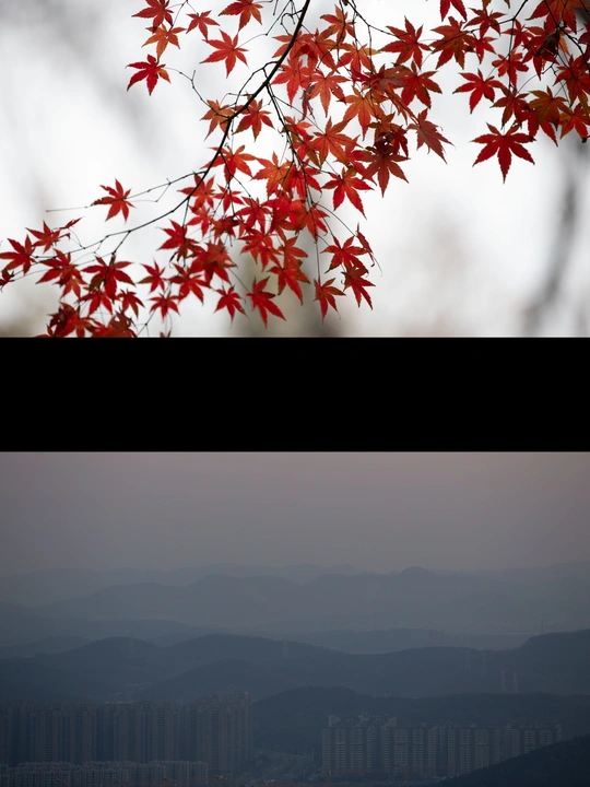 背景有山的一棵红树