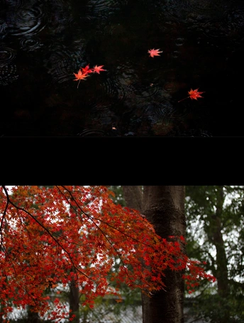 水下树荫下盛开的花朵