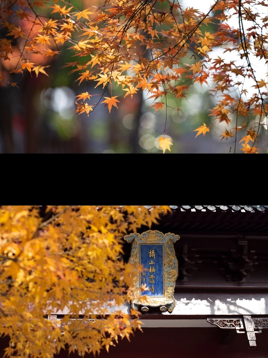 秋天挂在一棵树上的蓝色灯笼