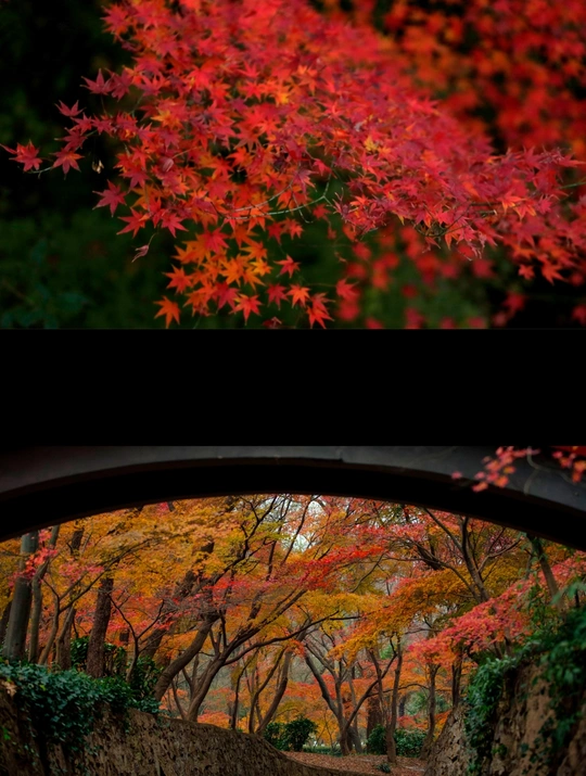 从一辆车上拍摄的秋天的红黄色树木的图片