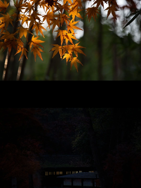 一棵树下的长凳 被灯笼照亮了。