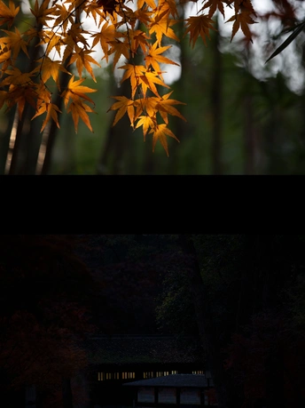 一棵树下的长凳 被灯笼照亮了。