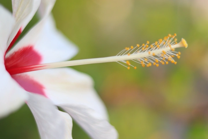 花蕊