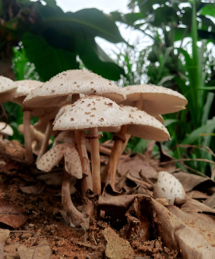 深山老林