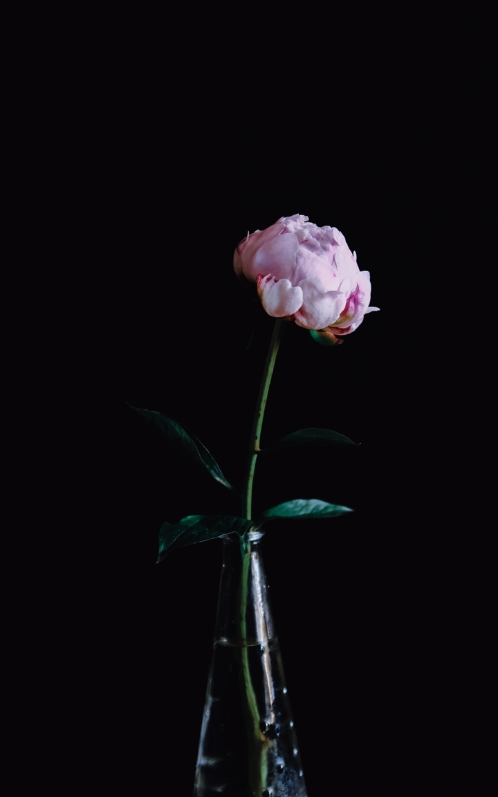 芍药花开