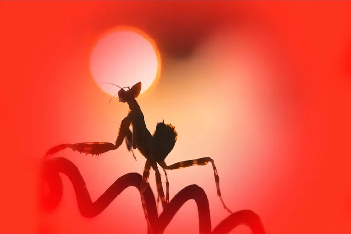 夕阳红