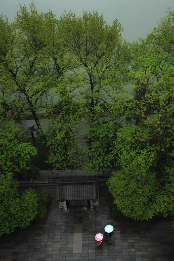 一些穿粉色雨伞的人在雨中走过长凳和绿树。