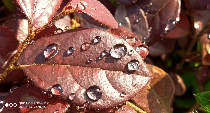 雨露（手机随拍）
