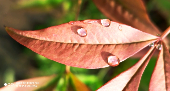 雨露