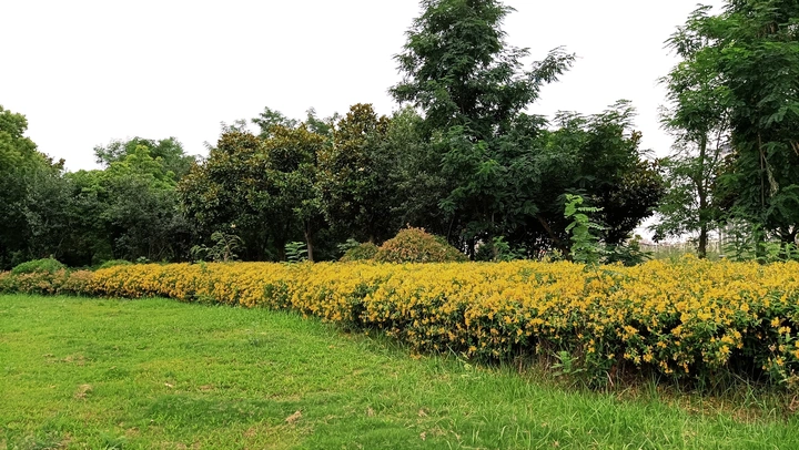 绿草黄花