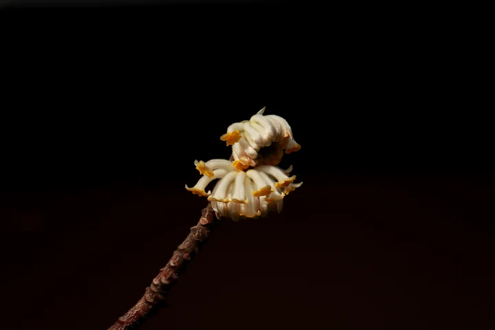 又到结香花开时。