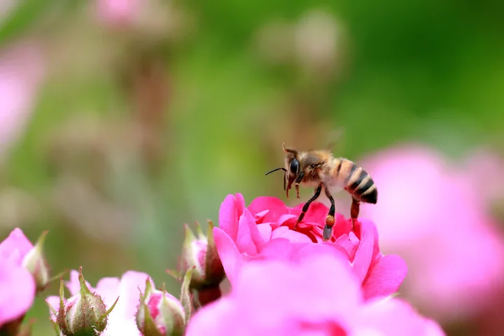 蔷薇花开引蜂来