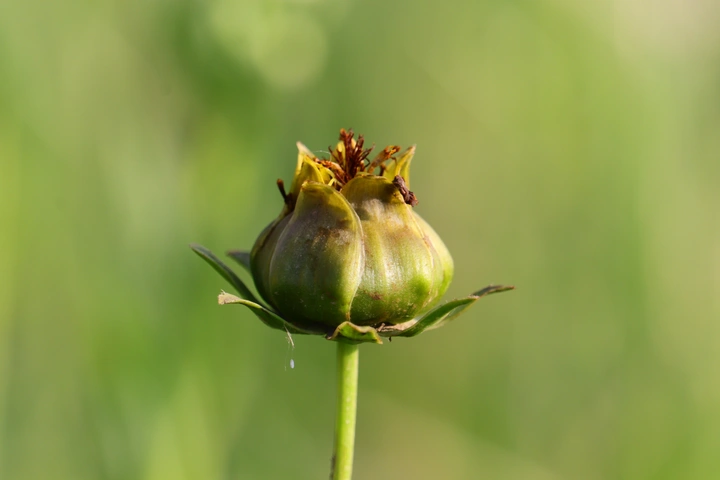 金鸡菊
