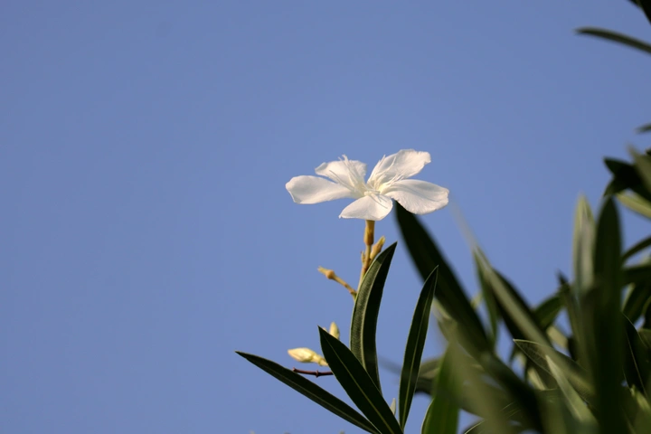 夹竹桃花随拍