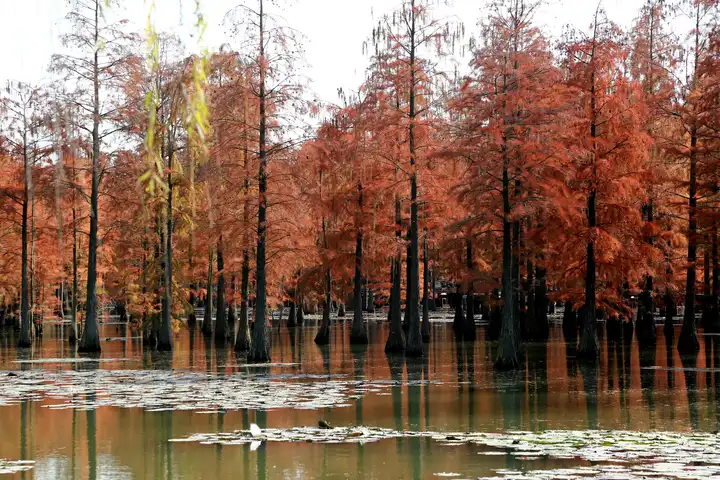 池杉湖的红杉树