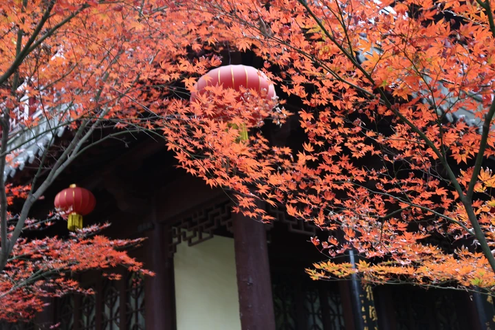 阴雨天的栖霞山红叶之五