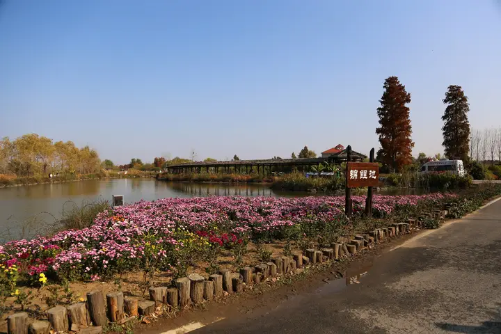 池杉湖的风光