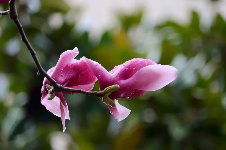雨后的紫玉兰花