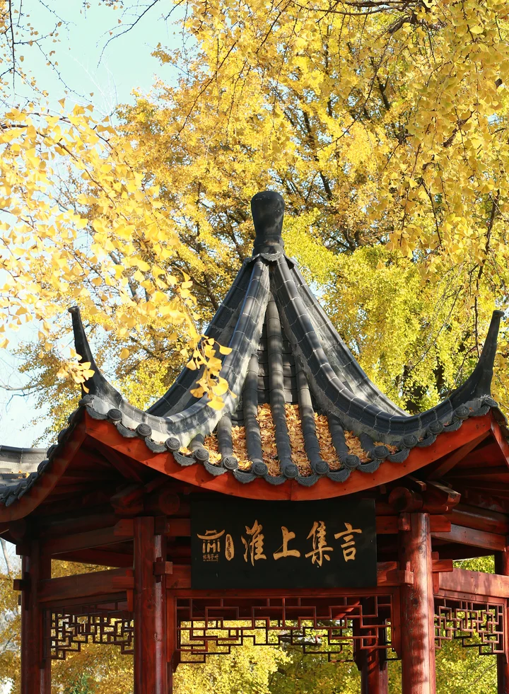 初冬的银杏林随拍