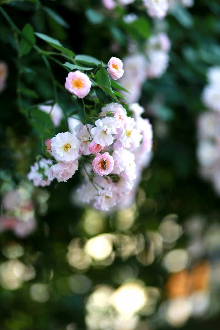 蔷薇花