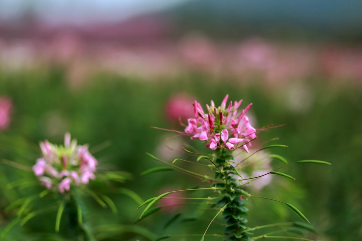 米粒花世界的醉蝶花