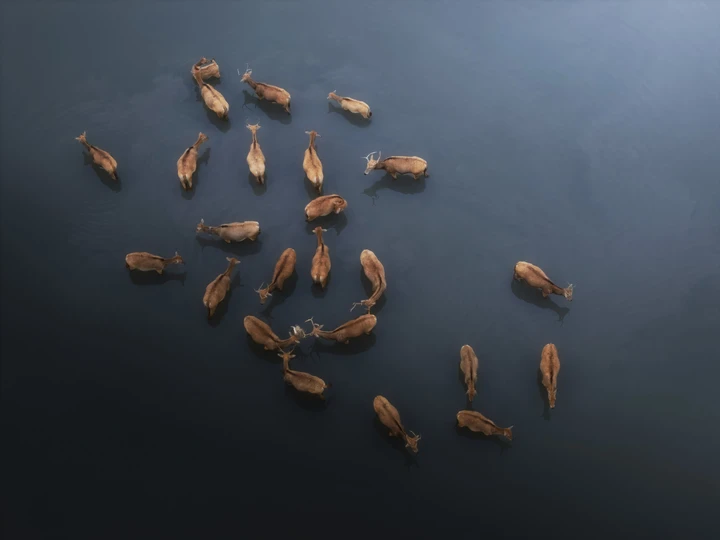 麋鹿