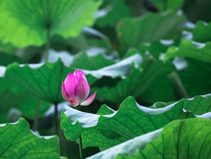 赏荷