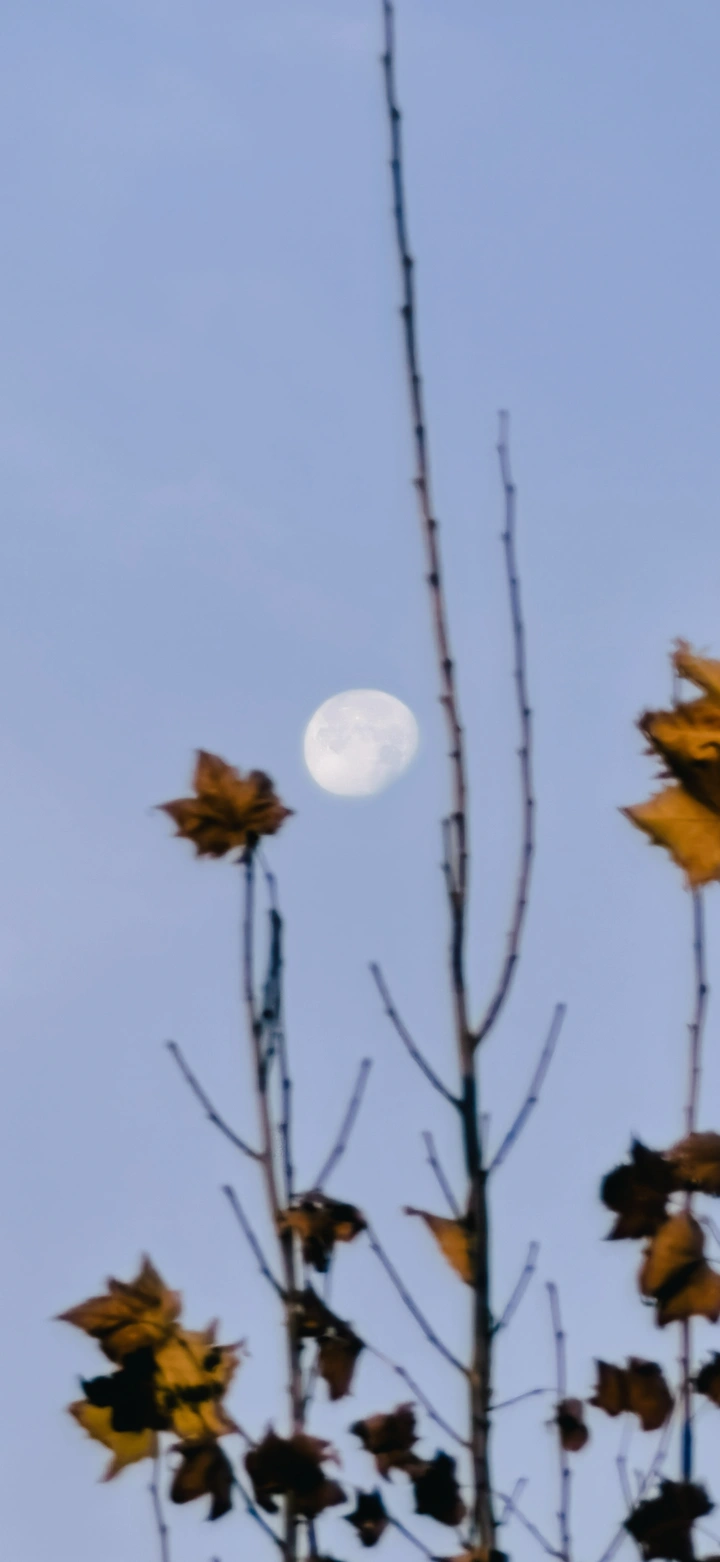 白日明月