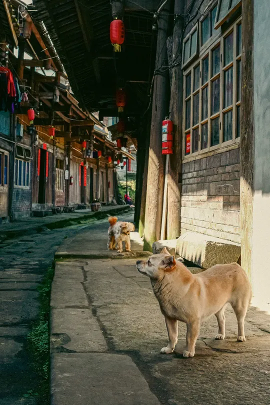 一只狗站在老建筑之间的巷子里