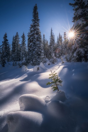 在一个白雪皑皑的森林里 一棵小树在阳光下透过雪花