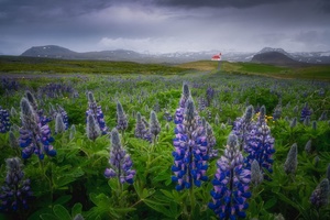 一片紫色的花朵 背景是红色的灯塔 远处是山脉。