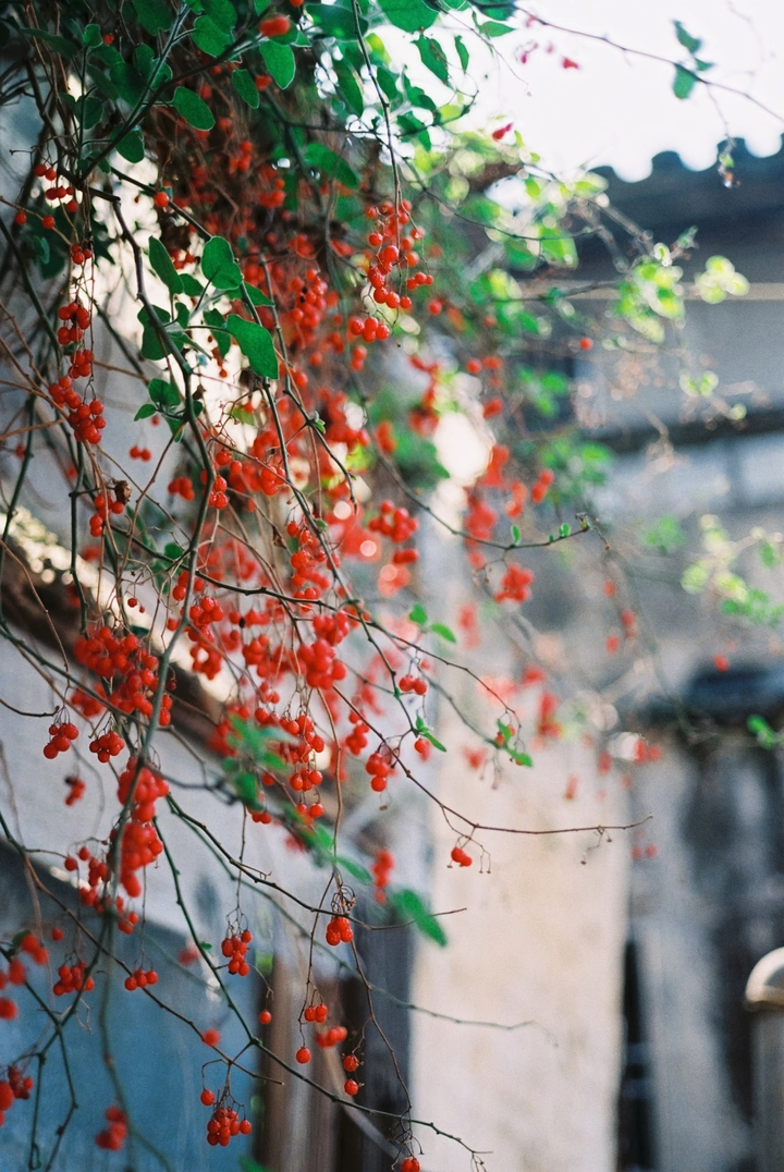 康泰时CONTAX G1胶片分享