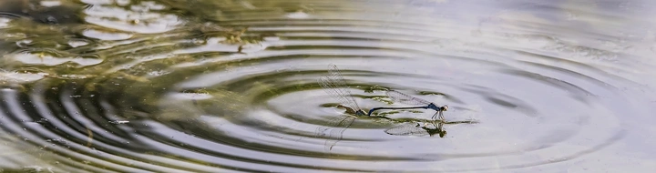 水中的爱