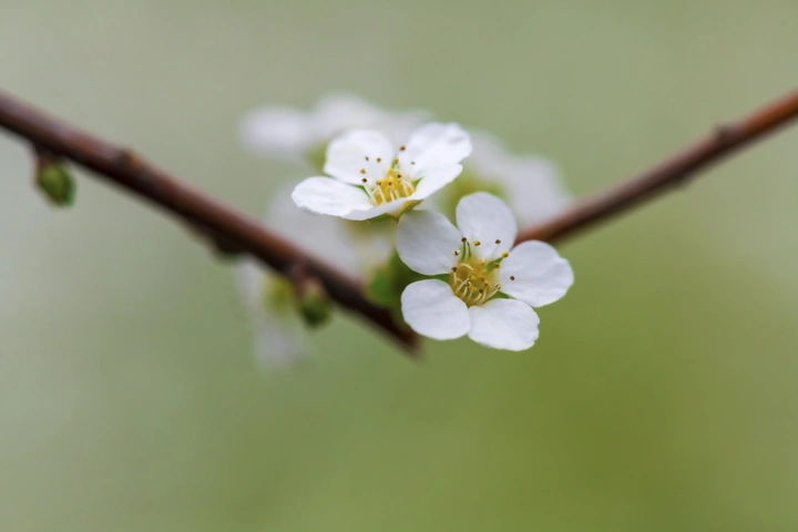 绣线菊迎春