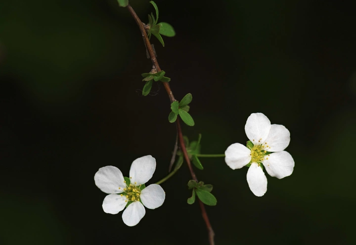 三月里来百花开