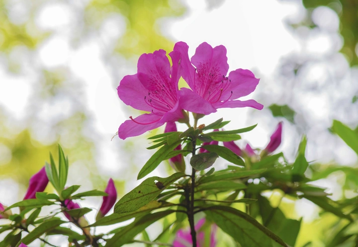 杜鹃花开
