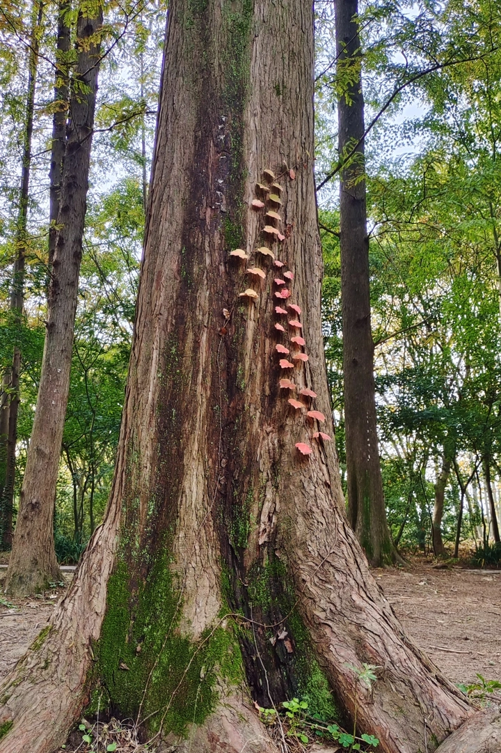 生命