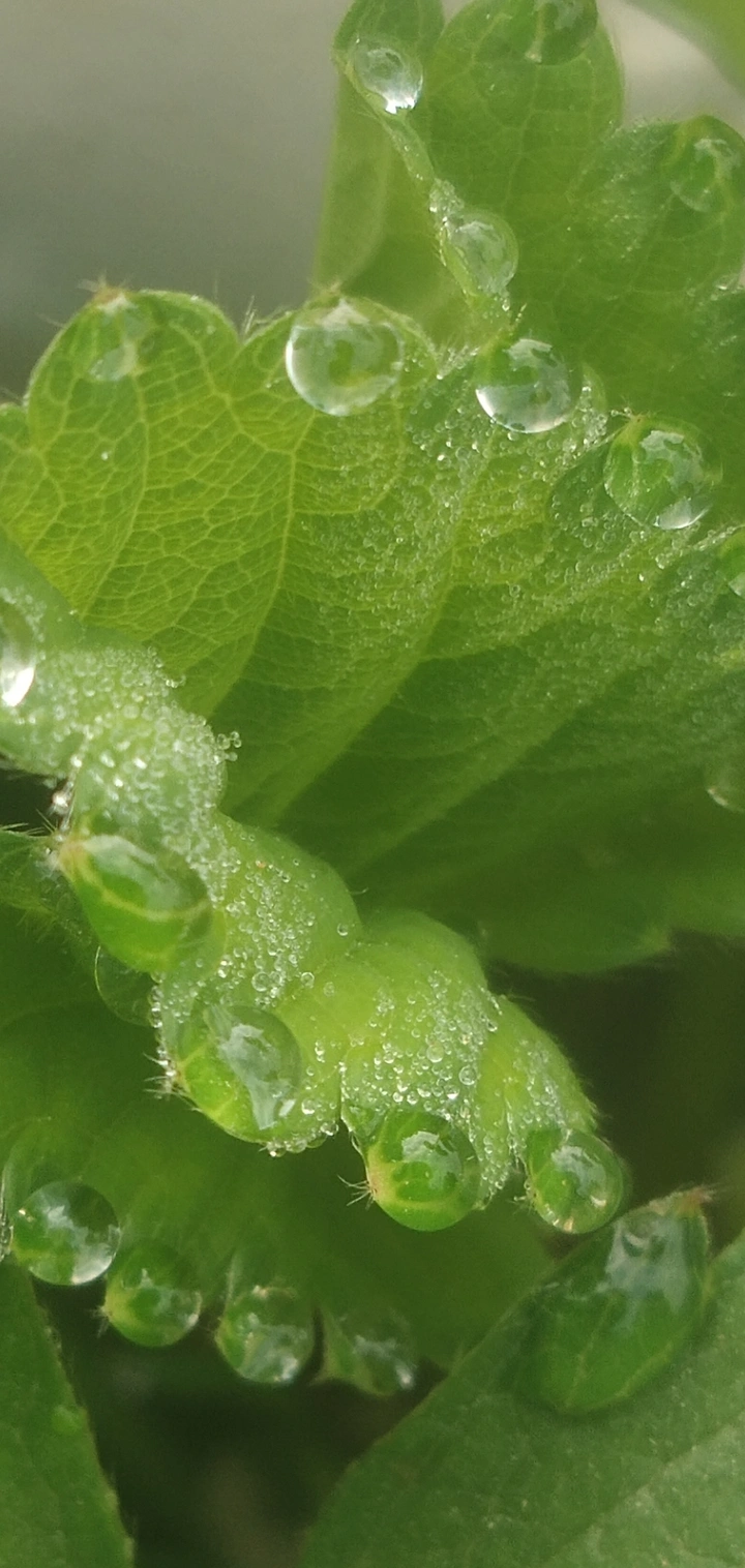 晨露水