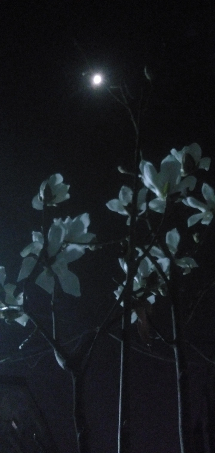月映玉兰花