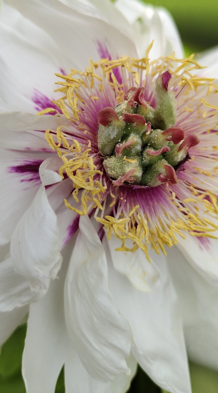花蕊