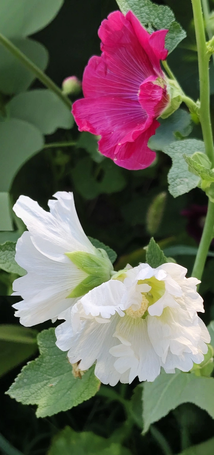 芙蓉花