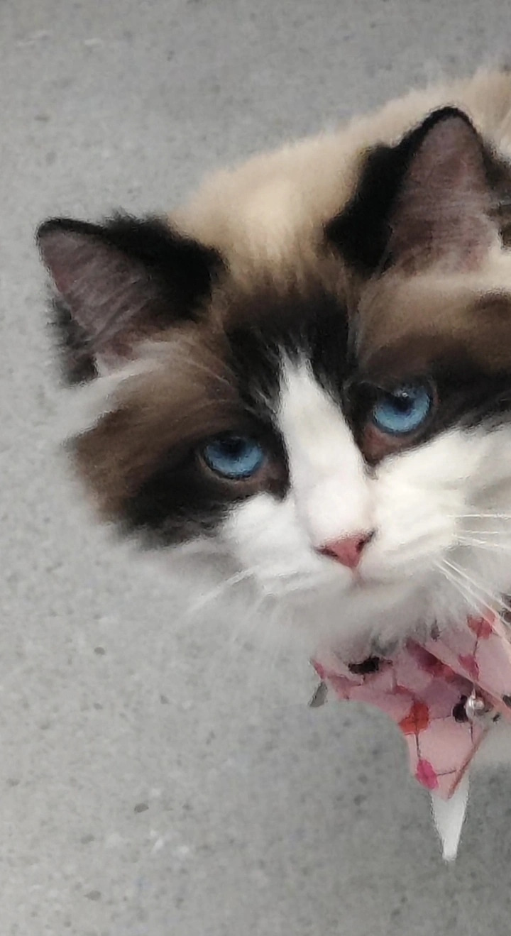 带领结的猫咪